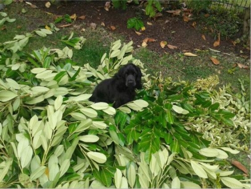 Hund
